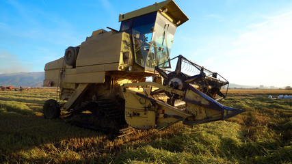 Fototapeta premium Combine harvester gathers the rice crop, cinematic agriculture scene