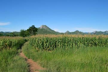 A road near corn field in Malawi in Africa