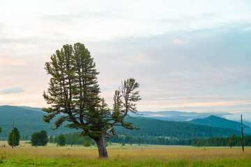Old giant cedar on hill. Beautiful wounded coniferous tree in grassland on mountain background under blue cloudy dawn sky. Poles with wires on field. Misty atmospheric landscape.