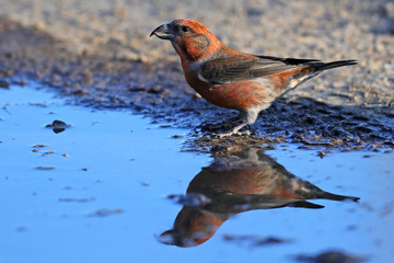 Bird