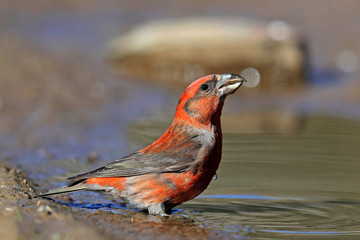 Bird
