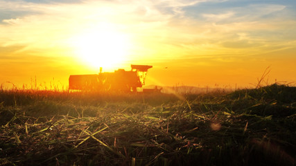 Fototapeta premium Harvesting at sunset. Combine collecting the crops