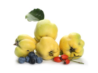 Quince, blackthorn and  rose hip isolated on white background