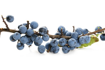 Fresh blackthorn berries with twig, prunus spinosa isolated on white background