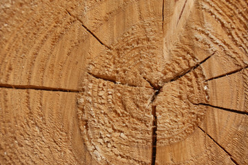Cutting wooden logs. Old tree, texture.