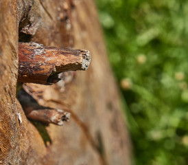 A knot on the tree, close-up. Defocused green grass in the background.