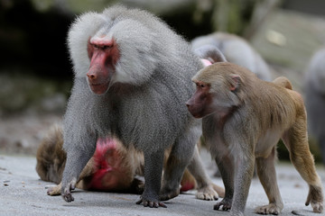 Obraz premium Pavian