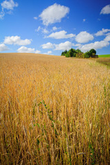 Rural landscape with wheat field with trees on sunny summer day