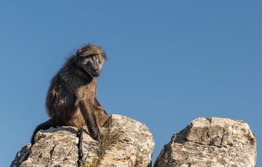 African Baboons