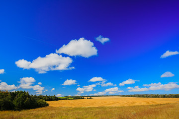Fototapeta na wymiar Wheat field with trees