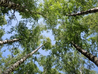 Treetops in the blue sky
