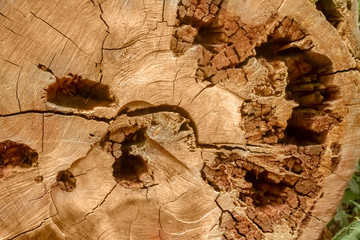 Decay pine tree trunk edge
