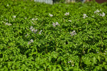 Potato field. Green potato bushes with white flowers. A small private farm.