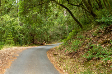Fototapeta na wymiar Paved hiking trail in Big Basin Redwood State Park in California
