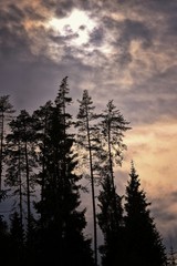 dusk over the forest