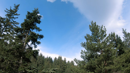Aerial fly along beautiful pine tree forest in  mountain against spring blue sky