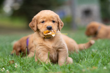 A golden retriever puppy holding a leaf in its mouth.