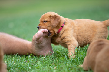 A golden retriever puppy chewing on a person's bare foot.