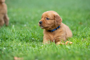 A golden retriever puppy resting in the grass.