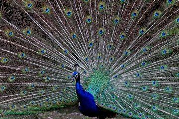 Fototapeta premium Animals