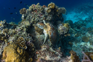 Fototapeta na wymiar Green sea turtle in a shallow coral reef