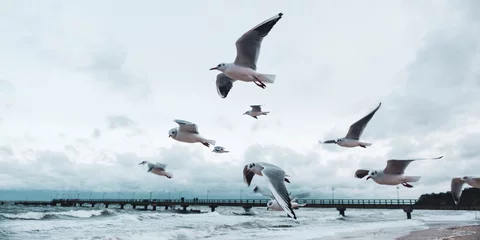 Rolgordijnen seagull © Ramona Heim