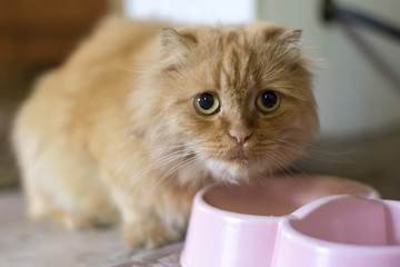 Lovely sad cat sitting near his plate