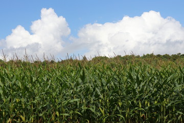 Cornfield under a deep bblue sky with white clouds