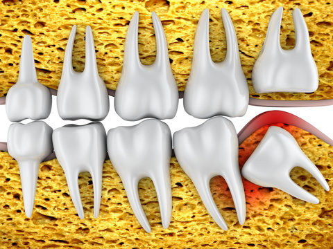 molars and  wisdom tooth