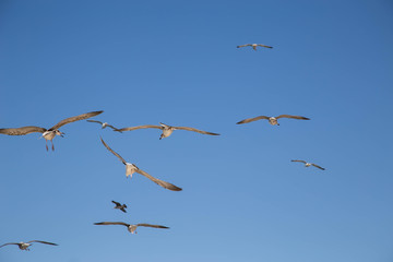 Seagulls in flight in the blue sky and two gulls talking between themselves