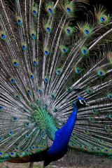 Obraz premium Pfau
