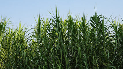 Plantation of sugar cane on a cube