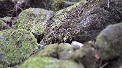 Moving over wet mossy stones and rocks along mountain path. Animal pov, cinematic dof