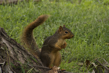 Iowa Fox Squirrel (Sciurus niger) clowning in front of camera in Guthrie Center's Riverside Park
