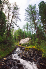 Fast water stream in wild mountain creek in terrain of Shavlinsky Lakes in Altai. Green forest landscape. Rich vegetation and big stone near brook.