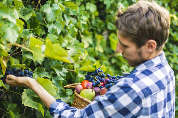 young bearded man pick grapes wine harvest in vineyard on a summer season farm