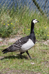 goose on the rocks of Stockholm