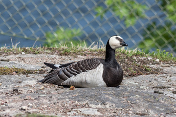 goose on the rocks of Stockholm