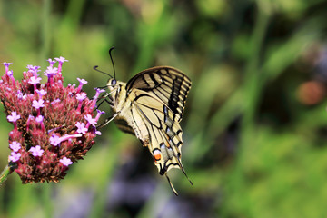 Papilio machaon for the Queen's page butterfly is the largest butterfly in Europe