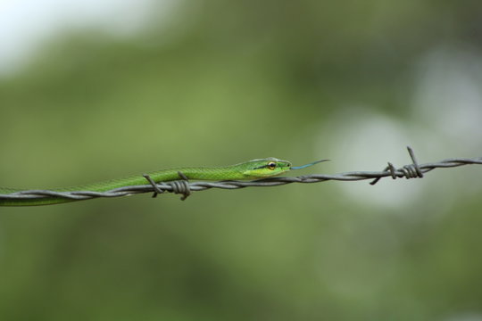 Serpiente