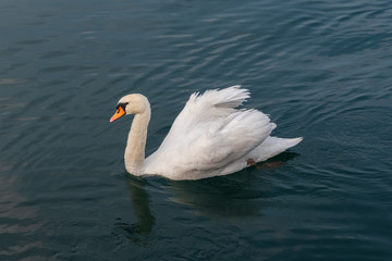 Obraz na płótnie Canvas White Swan on the calm water