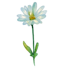 Watercolor hand drawn chrysanthemum flowers, branches, leaves isolated.  Chrysanthemum Flower. Decor for design card, wedding invitation, greeting, textiles, fabric, clothing, linen, etc.  