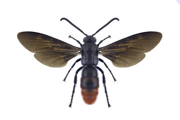 Wasp Liacos erythrosoma on a white background