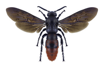 Wasp Liacos erythrosoma on a white background
