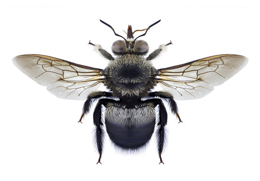 Bee Xylocopa collaris on a white background