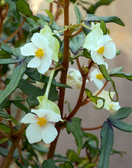 Flower of the Begonia dregei. Botanical Garden, KIT Karlsruhe, Germany, Europe