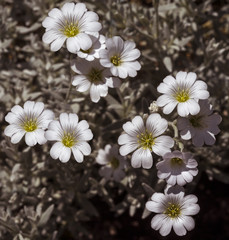 Cerastium tomentosum flowers. Botanical Garden, KIT Karlsruhe, Germany, Europe
