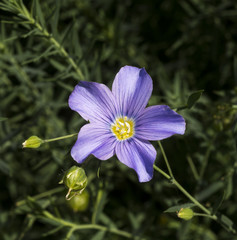 Blue flax, Lint or Perennial flax in bloom. Botanical Garden, KIT Karlsruhe, Germany, Europe