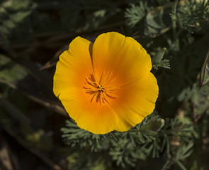 California Poppy detail (Eschscholzia californica). Botanical Garden, KIT Karlsruhe, Germany, Europe