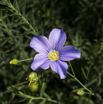 Blue flax, Lint or Perennial flax in bloom. Botanical Garden, KIT Karlsruhe, Germany, Europe